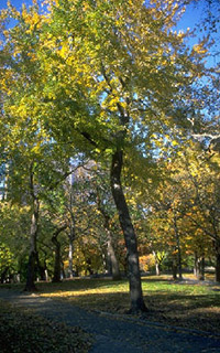 Street trees in Northam