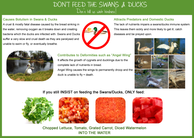Don't feed the swans and ducks Don't feed the swans and ducks