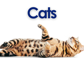 Cats Image
