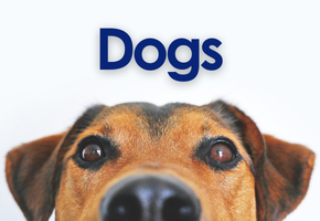 Dogs Image