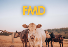 Foot & Mouth Disease Image