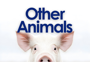 Other Animals Image