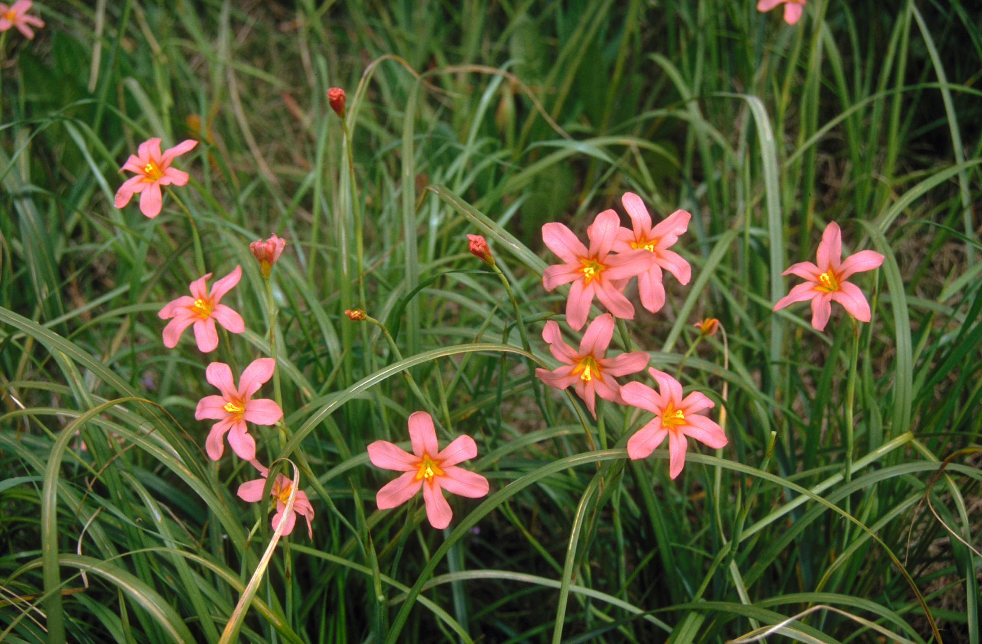 Cape  Tulip Weed