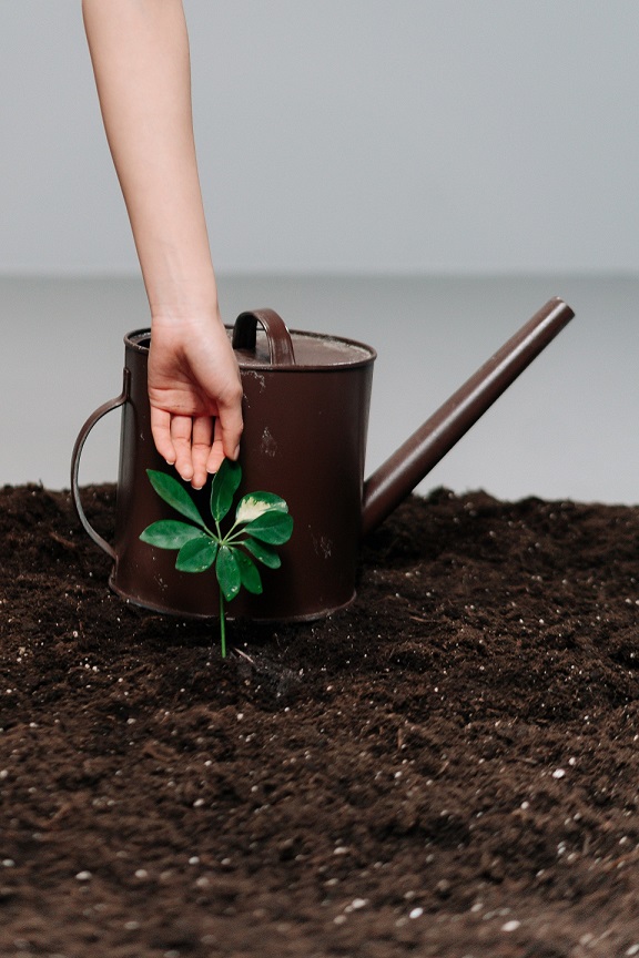 Plant and watering can in rich soil