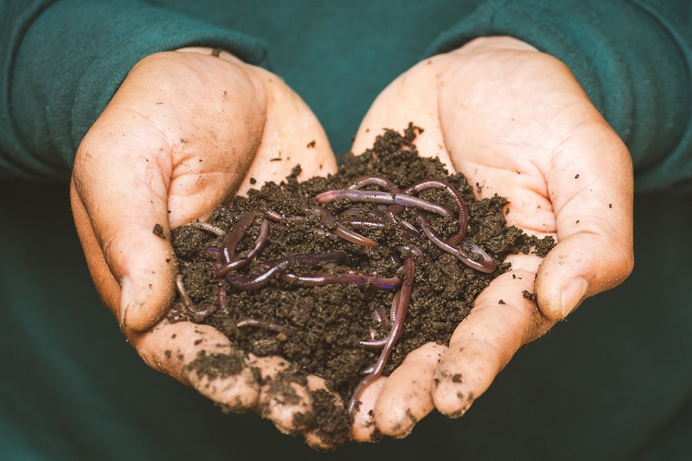 Worms in soil inside two cupped hands