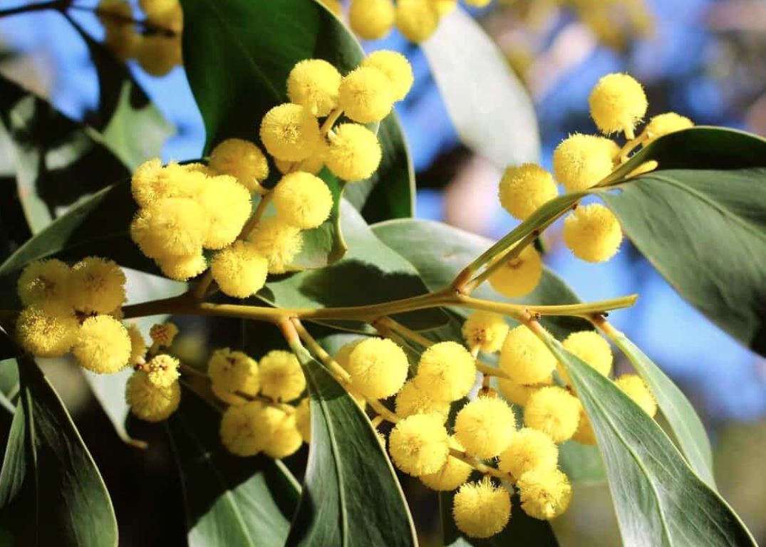 Native Tree Subsidy Program