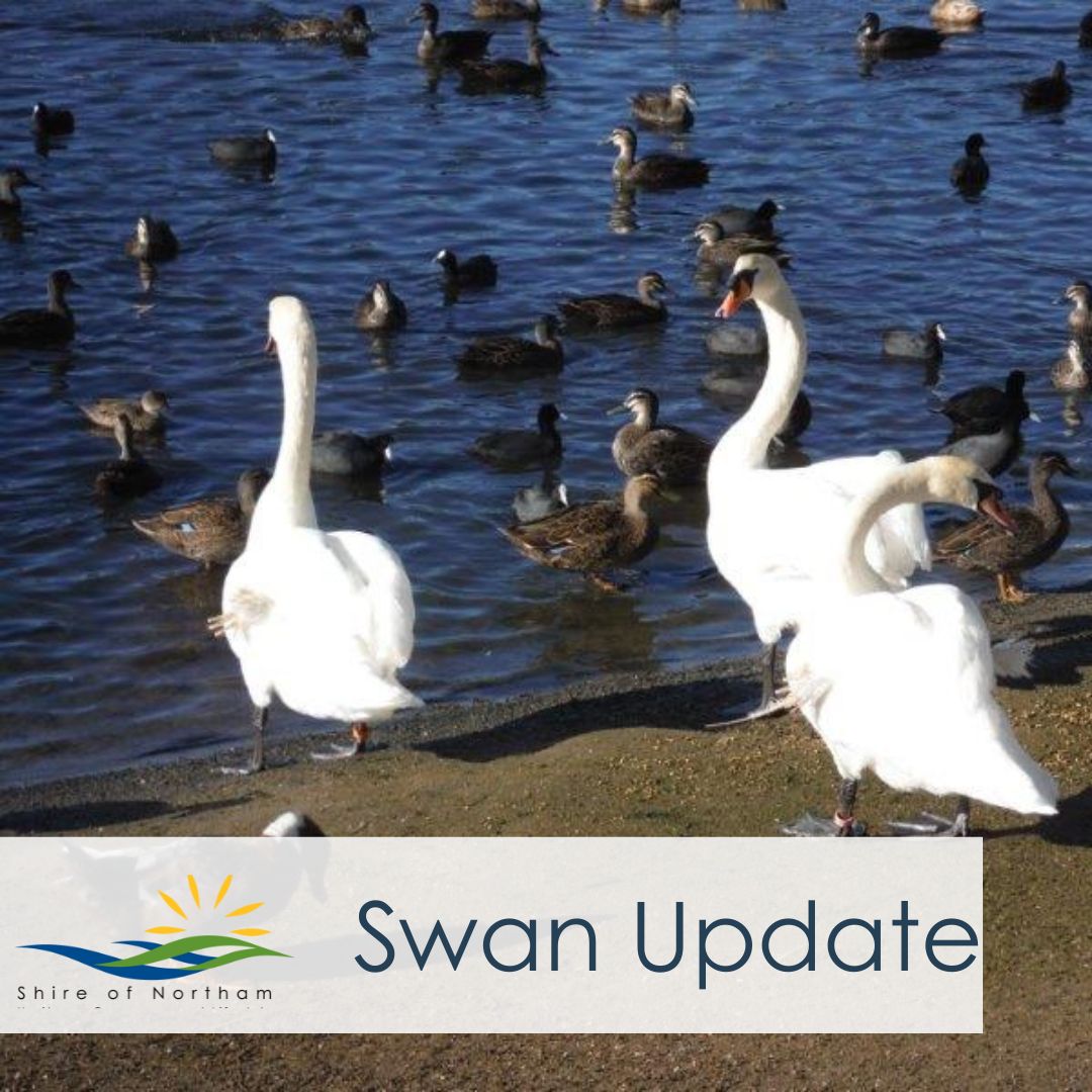 Swan Update