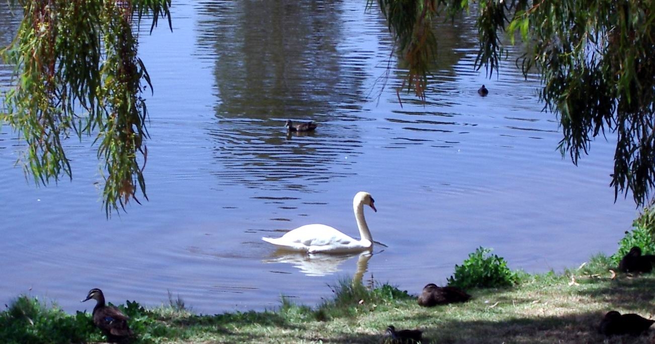 Arrival of Four New Baby Cygnets (Swans)