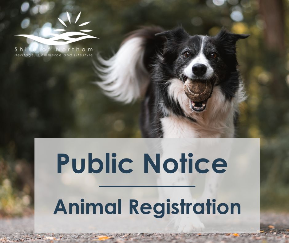 Animal registration for concession card holders and pensioners
